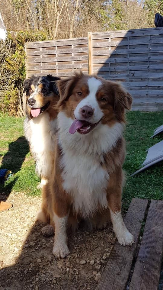 Happy Days Louvetière - Si tout va bien des chiots pour mai