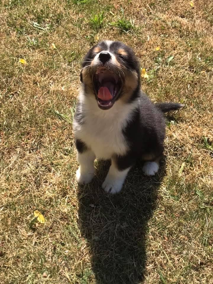 Happy Days Louvetière - Chiots disponibles - Berger Australien